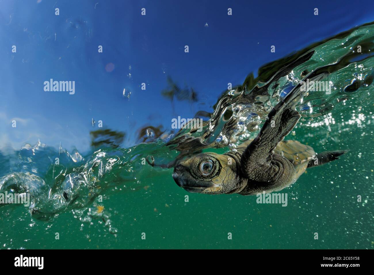 Dès qu'elle est entrée dans l'eau, la jeune tortue d'olive (Lepidochelys olivacea) lutte contre la houle pour se baigner loin de la côte. La frénésie de natation dite dure environ 48 heures pour empêcher les écloseries d'être lavées à terre. Les tortues ne se nourrissent pas dans les premiers jours car elles vivent sur les réserves qu'elles ont acquises du jaune d'oeuf dans leurs oeufs. Les petits nageurs tombent souvent en proie, par exemple, aux oiseaux de la régate ou aux poissons de plus grande taille. [taille d'un organisme : 6 cm] Banque D'Images
