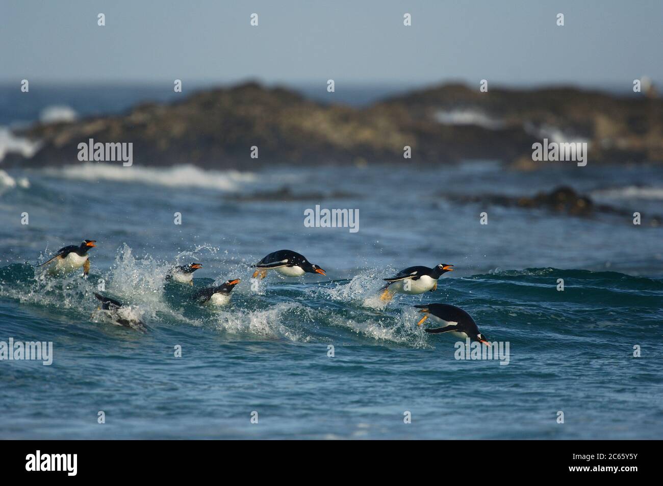 Avec une vitesse de nage allant jusqu'à 30 km/h, le Penguin Gentoo (Pygoscelis papouasie) est le fastes parmi les pingouins. Le porpoising est un moyen très efficace de voyager à grande vitesse car l'animal tire profit de la résistance plus faible dans l'air que sous l'eau et est capable de respirer avec le bec ouvert. Banque D'Images