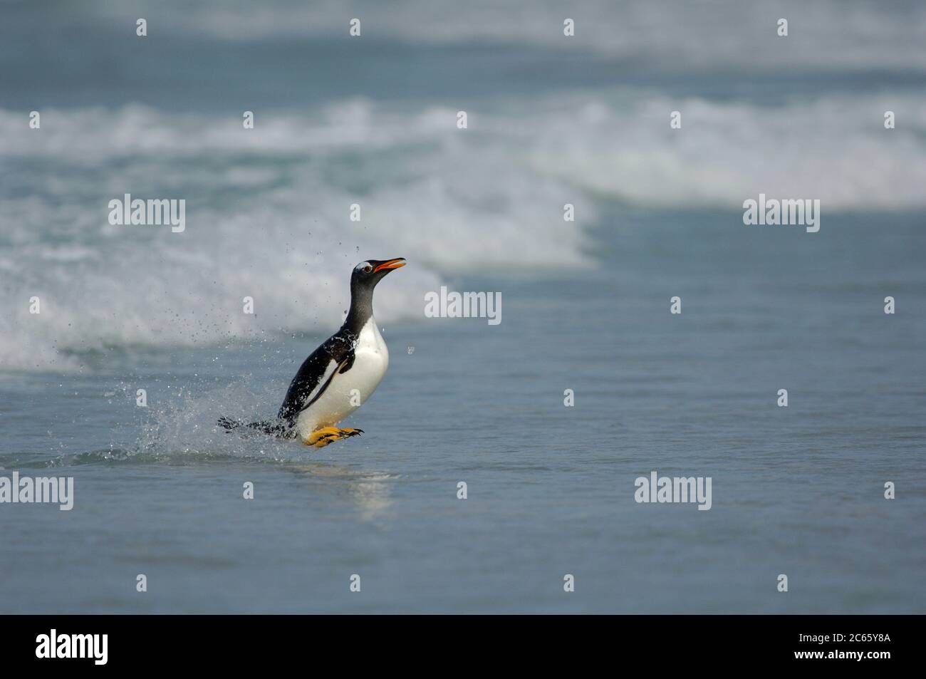 Atteindre la plage le Penguin Gentoo (Pygoscelis papouasie) doit passer de la position de natation horizontale à la position de marche verticale le plus rapidement possible. C'est un moment dangereux, car les lions de mer se cachent dans la ligne de surf. [taille d'un organisme : 75 cm] Banque D'Images