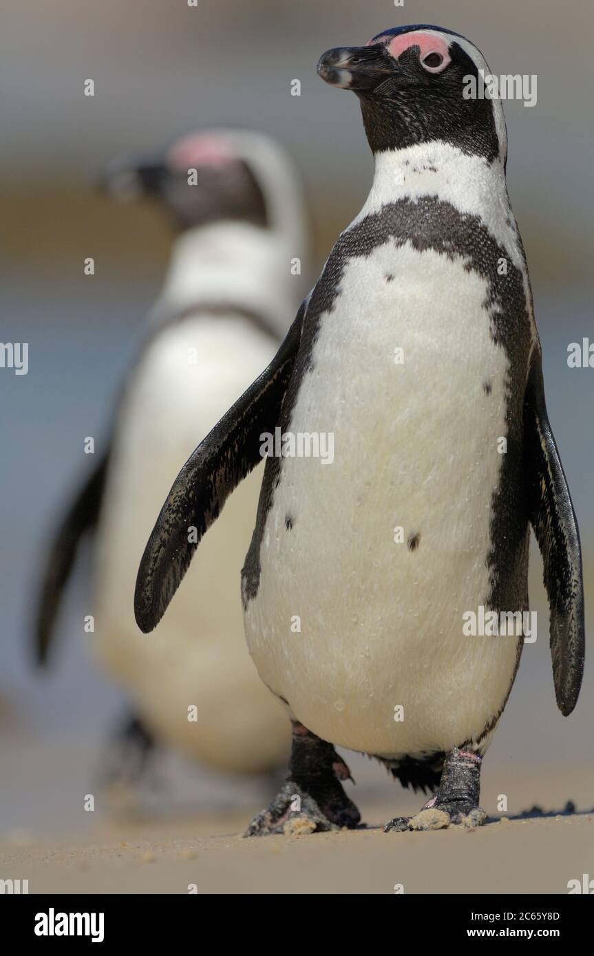 Le manchot africain (Spheniscus demersus), également connu sous le nom de manchot à pieds noirs (et autrefois le manchot de Jackass), se trouve sur la côte sud-ouest de l'Afrique. La plage de Boulders est une attraction touristique, pour la plage, la natation et les pingouins. Les pingouins permettront aux gens de s'approcher d'eux aussi près qu'un mètre (trois pieds). Banque D'Images