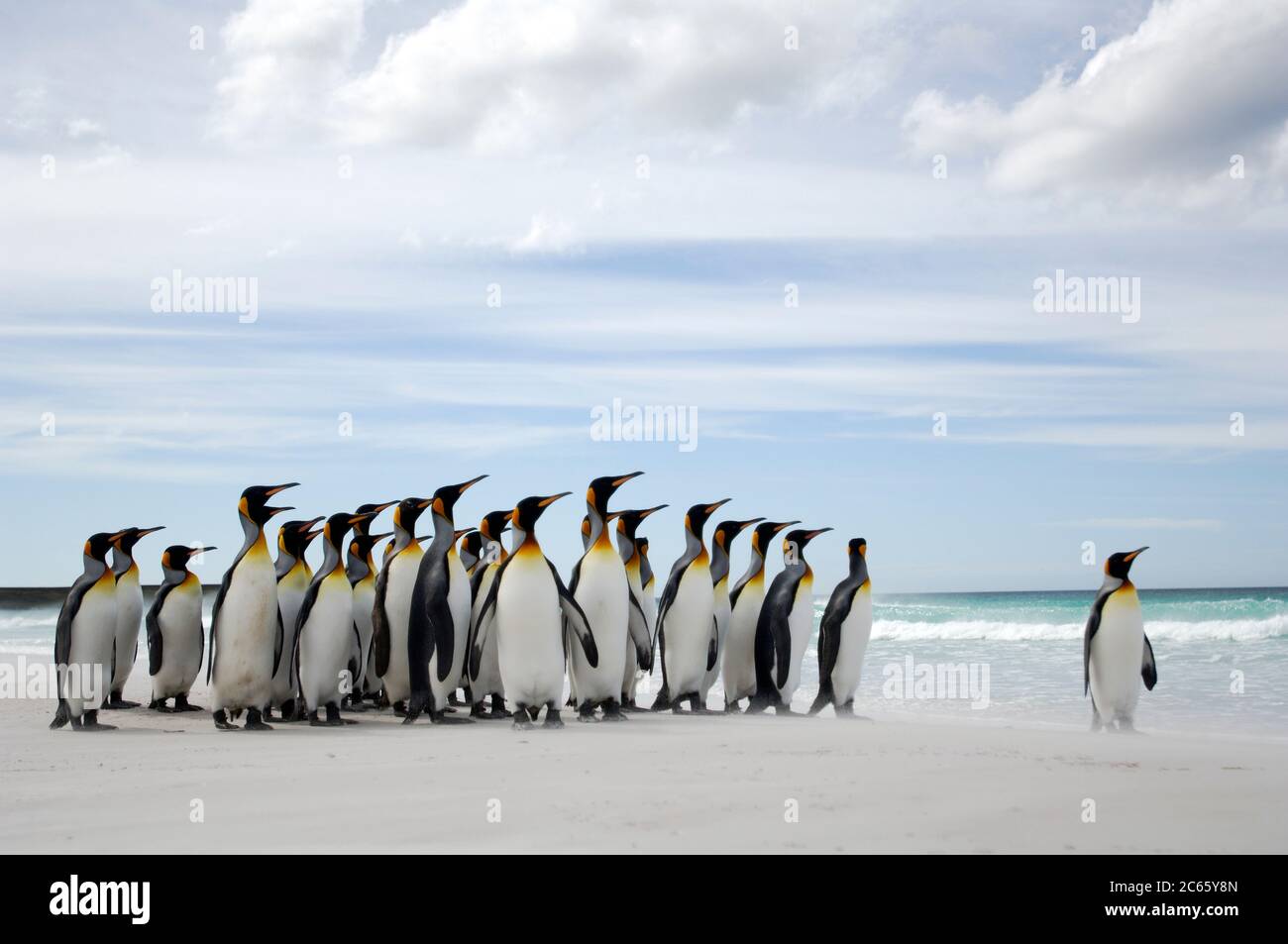 Les pingouins (Aptenodytes patagonicus) se rassemblent souvent en groupes. Cette habitude peut réduire le risque d'être pris par leurs prédateurs aquatiques, par exemple le lion de mer et l'orque. Banque D'Images