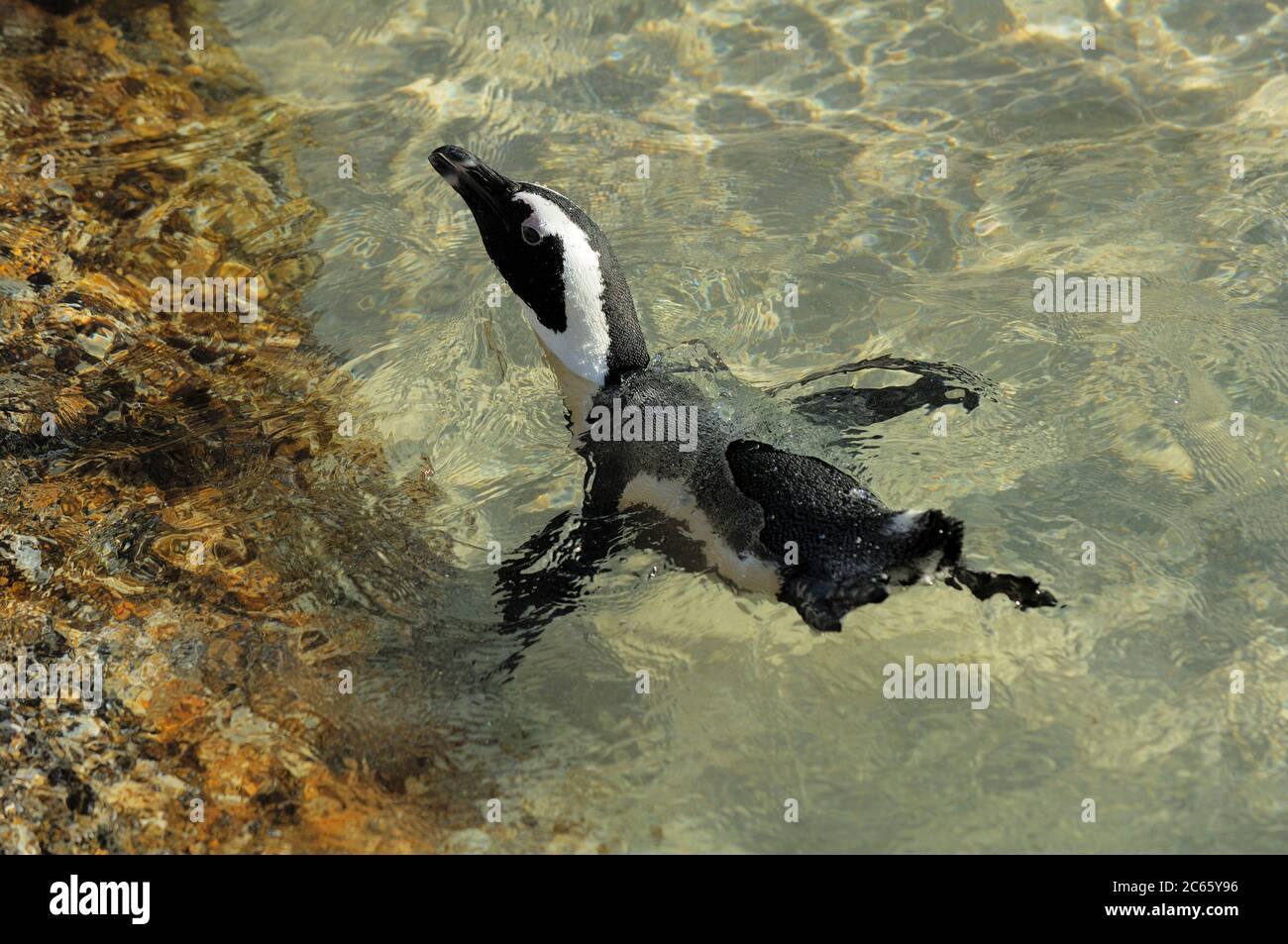 Le manchot africain (Spheniscus demersus), également connu sous le nom de manchot à pieds noirs (et autrefois le manchot de Jackass), se trouve sur la côte sud-ouest de l'Afrique. La plage de Boulders est une attraction touristique, pour la plage, la natation et les pingouins. Les pingouins permettront aux gens de s'approcher d'eux aussi près qu'un mètre (trois pieds). Banque D'Images