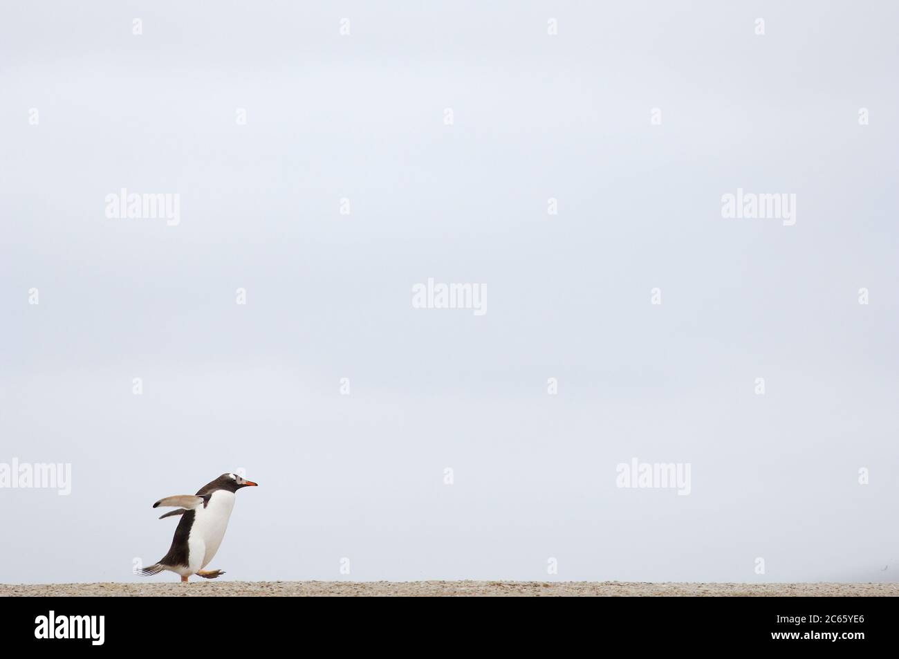 Entre l'océan et la rookerie, les Penguins de Gentoo (Pygoscelis papouasie) traversent la plage de sable. Les jours de tempête, le sable est foulé. Banque D'Images