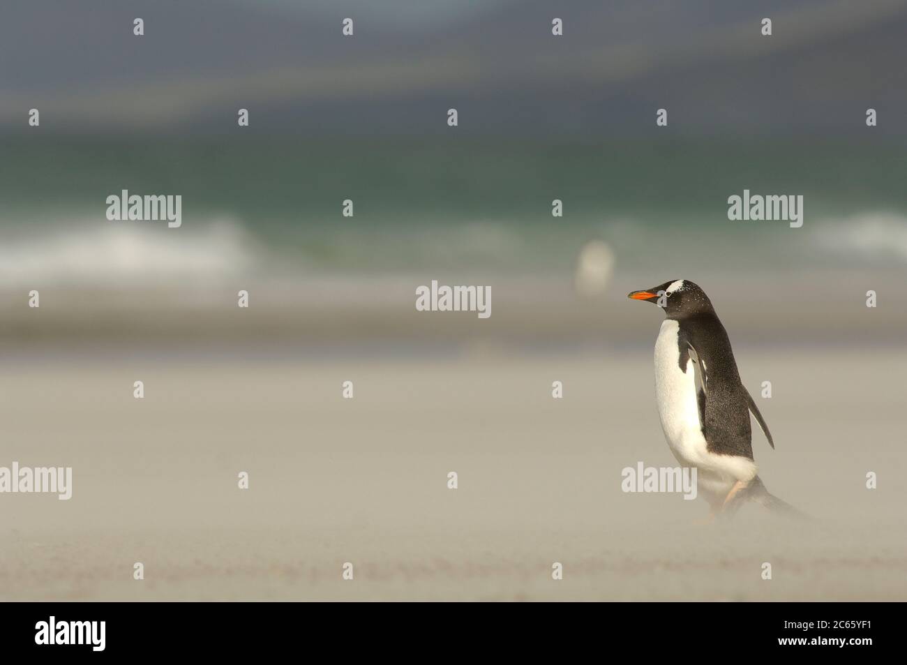 Entre l'océan et la rookerie, les Penguins de Gentoo (Pygoscelis papouasie) traversent la plage de sable. Les jours de tempête, le sable est foulé. Banque D'Images