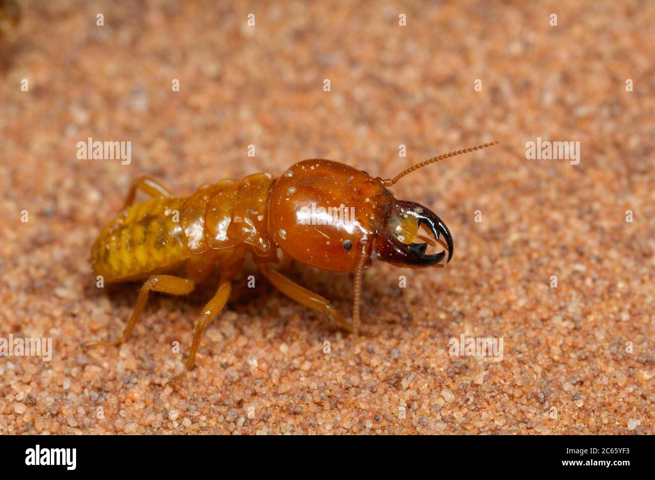 Termites de la récolteuse (Hodotermes mossambicus) (famille: Hodotermitidae) Banque D'Images