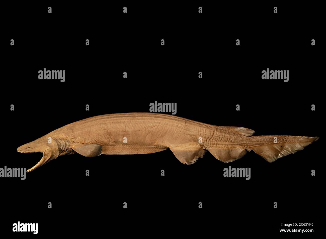 Requin volant (Chlamydoselachus anguineus) la photo a été prise en collaboration avec l'Université du Musée zoologique de Hambourg Banque D'Images