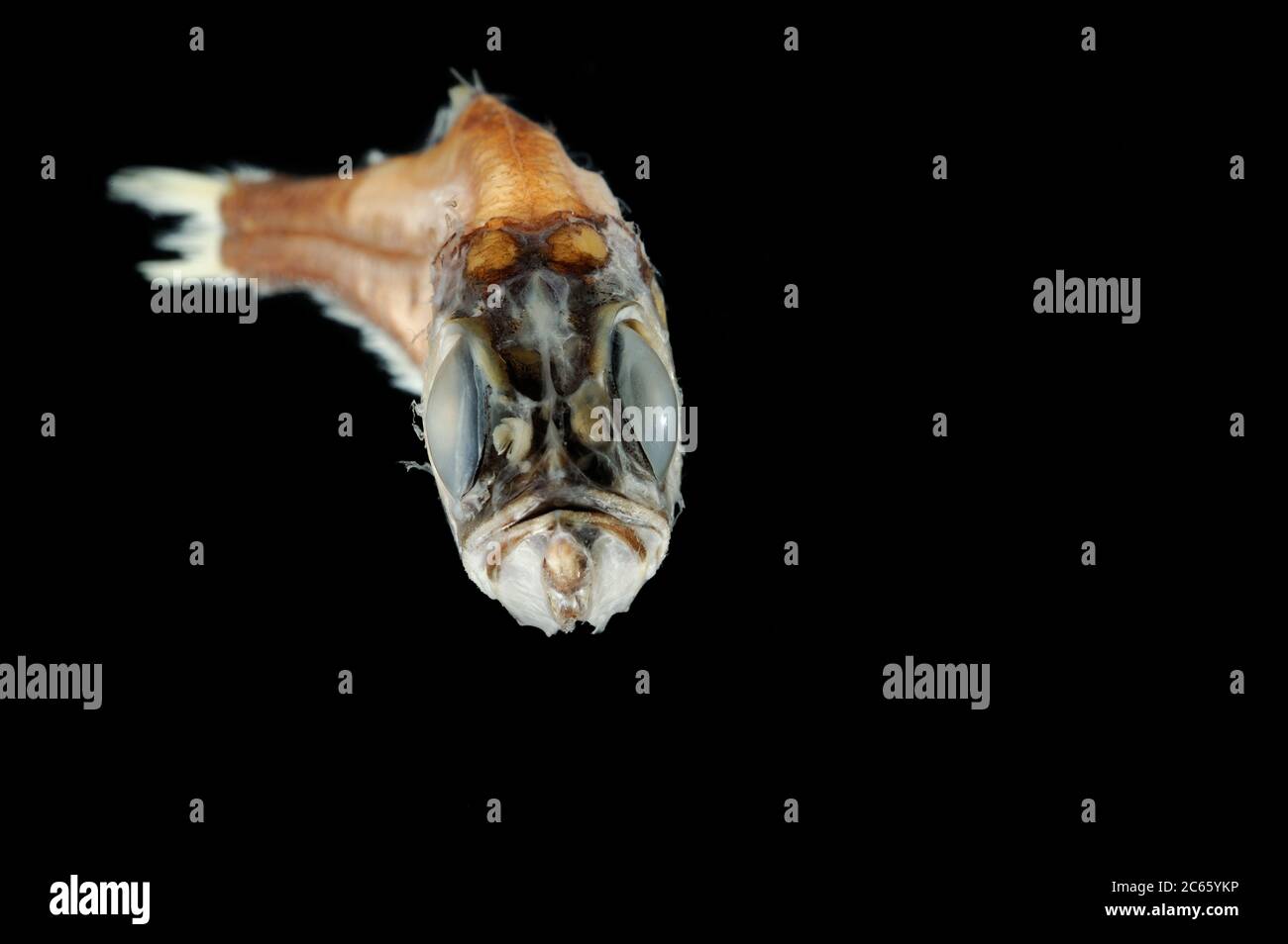 Cooper Lanternfish (Electrona antarctique) la photo a été prise en coopération avec l'Université du Musée zoologique de Hambourg Banque D'Images