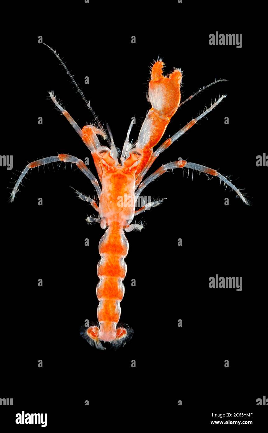 Contrairement à l'animal adulte, cette larve d'un crabe hermite (Anomura ou anomala, un groupe de crustacés décapodes) vit pélagique et sans abri d'une coquille vide d'escargot. Une paire de jambes a des pinces, la droite étant beaucoup plus forte que celle du côté gauche. Ce genre d'asymétrie est assez fréquent chez les crustacés. Les différentes tailles et formes de pince indiquent des fonctions et des performances différentes. [taille d'un organisme : 6 mm] Banque D'Images