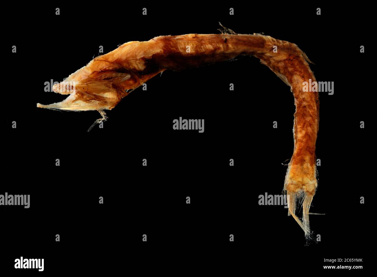 Voilé à l'anglemouth (Cyclothone microdon) la photo a été prise en coopération avec l'Université du Musée zoologique de Hambourg Banque D'Images