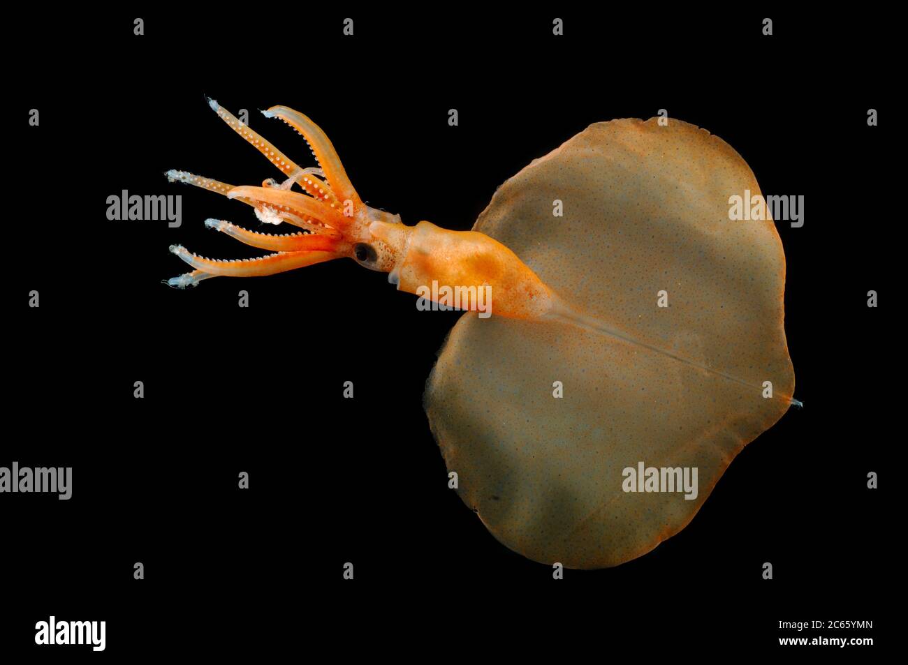 Magnapinna atlantica, anciennement appelé 'Magnapinna sp. A', est une espèce de calmar bigeeux connue de seulement deux spécimens prélevés dans le nord de l'océan Atlantique. Il se caractérise par plusieurs caractéristiques morphologiques uniques : les bases du tentacule sont plus étroites que les bases adjacentes du bras, le tentacule proximal manque de suceurs mais possède des structures glandulaires, et le pigment de l'animal est contenu principalement dans des chromatophores fonctionnelles. Banque D'Images