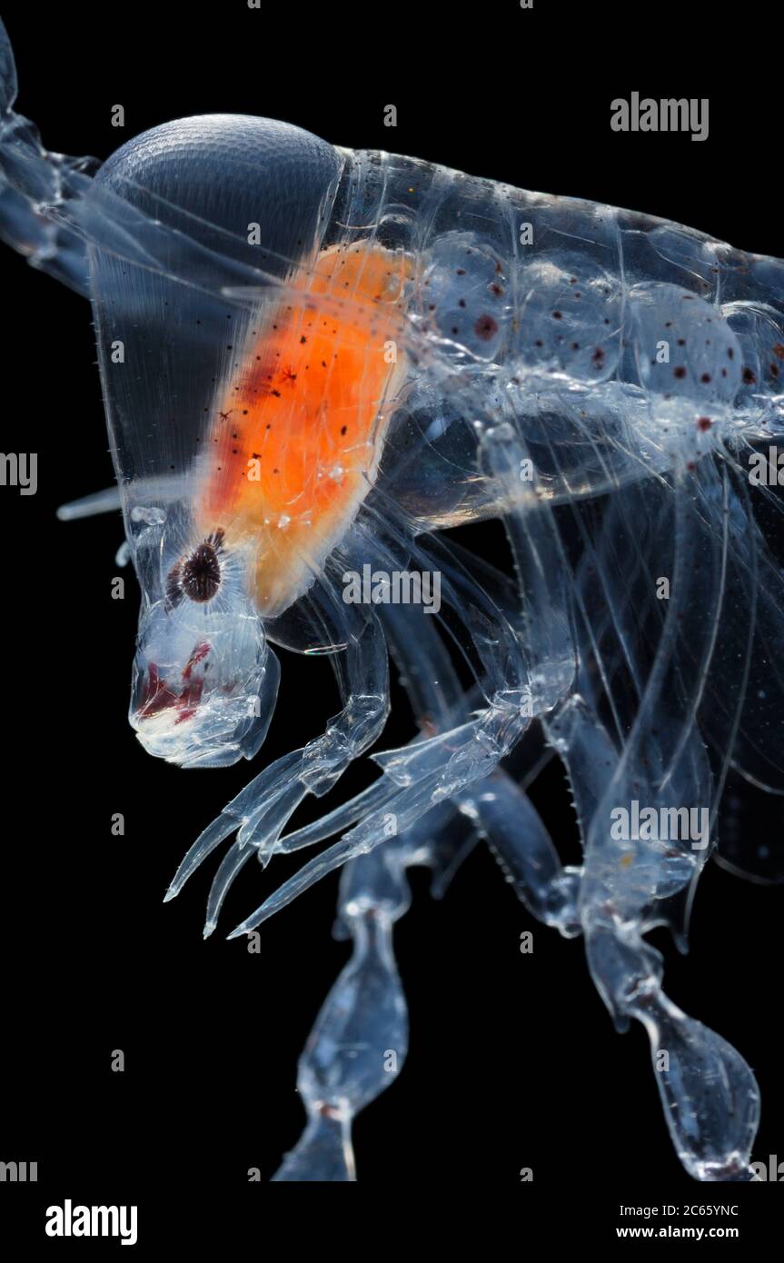 Phronima, l'amphipode de punaises, est un petit amphipode hypériïde translucide de la famille des Phronimidae. Il ressemble à une crevette avec une tête, des yeux, des mâchoires et des bras à griffes. Banque D'Images