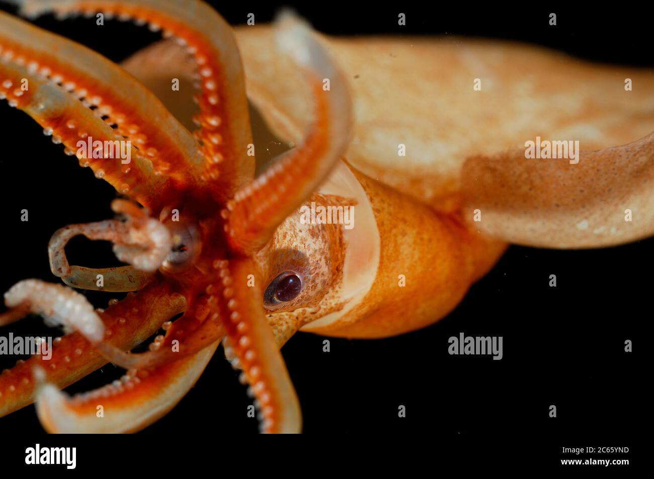 Magnapinna atlantica, anciennement appelé 'Magnapinna sp. A', est une espèce de calmar bigeeux connue de seulement deux spécimens prélevés dans le nord de l'océan Atlantique. Il se caractérise par plusieurs caractéristiques morphologiques uniques : les bases du tentacule sont plus étroites que les bases adjacentes du bras, le tentacule proximal manque de suceurs mais possède des structures glandulaires, et le pigment de l'animal est contenu principalement dans des chromatophores fonctionnelles. [taille d'un organisme : 10 cm] Banque D'Images