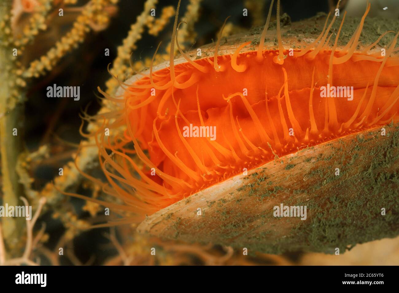 Grand palourdes captives Acesta excavata, membre commun de la communauté norvégienne associée à la Lophelia, Trondheimfjord, océan Atlantique Nord, Norvège Banque D'Images