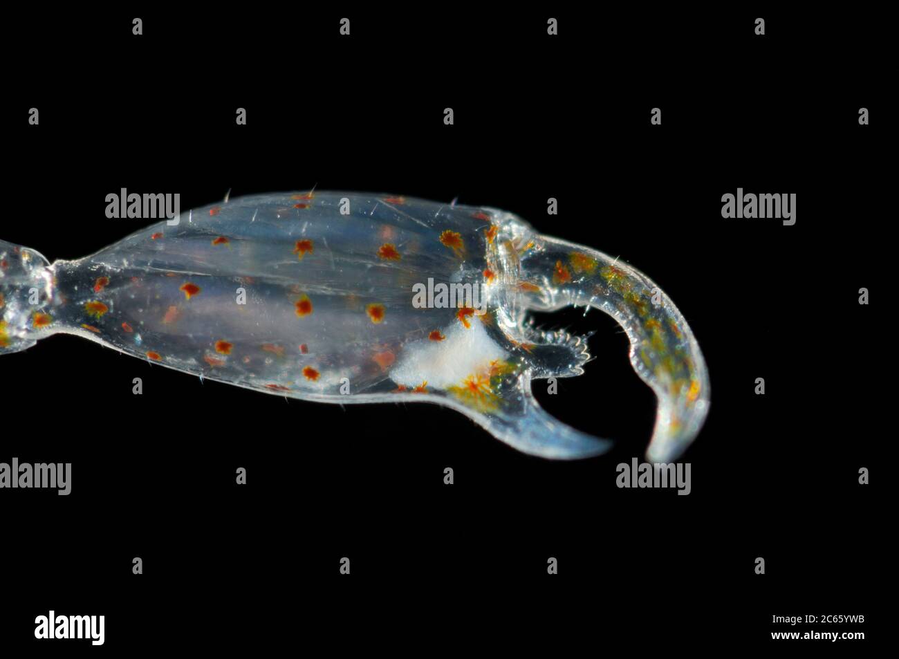 Le pincer ou les clawes de Phronima, l'amphipode de punaises, est un petit amphipode hypériïde translucide de la famille des Phronimidae. Bras à clawed. Phronima sont vus seulement dans la nature à de grandes profondeurs, [taille d'un seul organisme: 2,5 cm] Banque D'Images