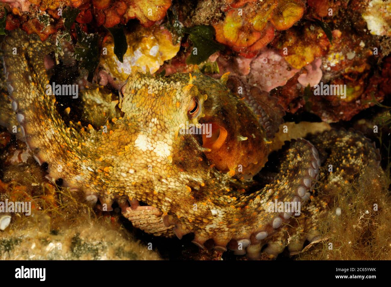 Poulpe (Octopus vulgaris) (Octopoda) Banque D'Images