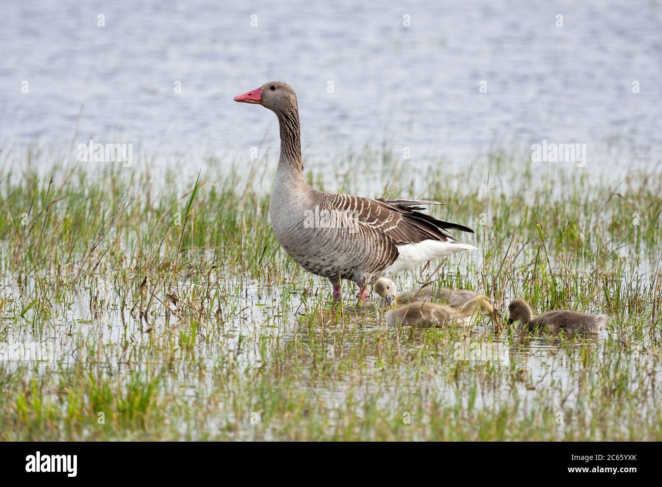 La mère d'oie graylag avec des gosseaux juvéniles debout sur l'eau. Banque D'Images