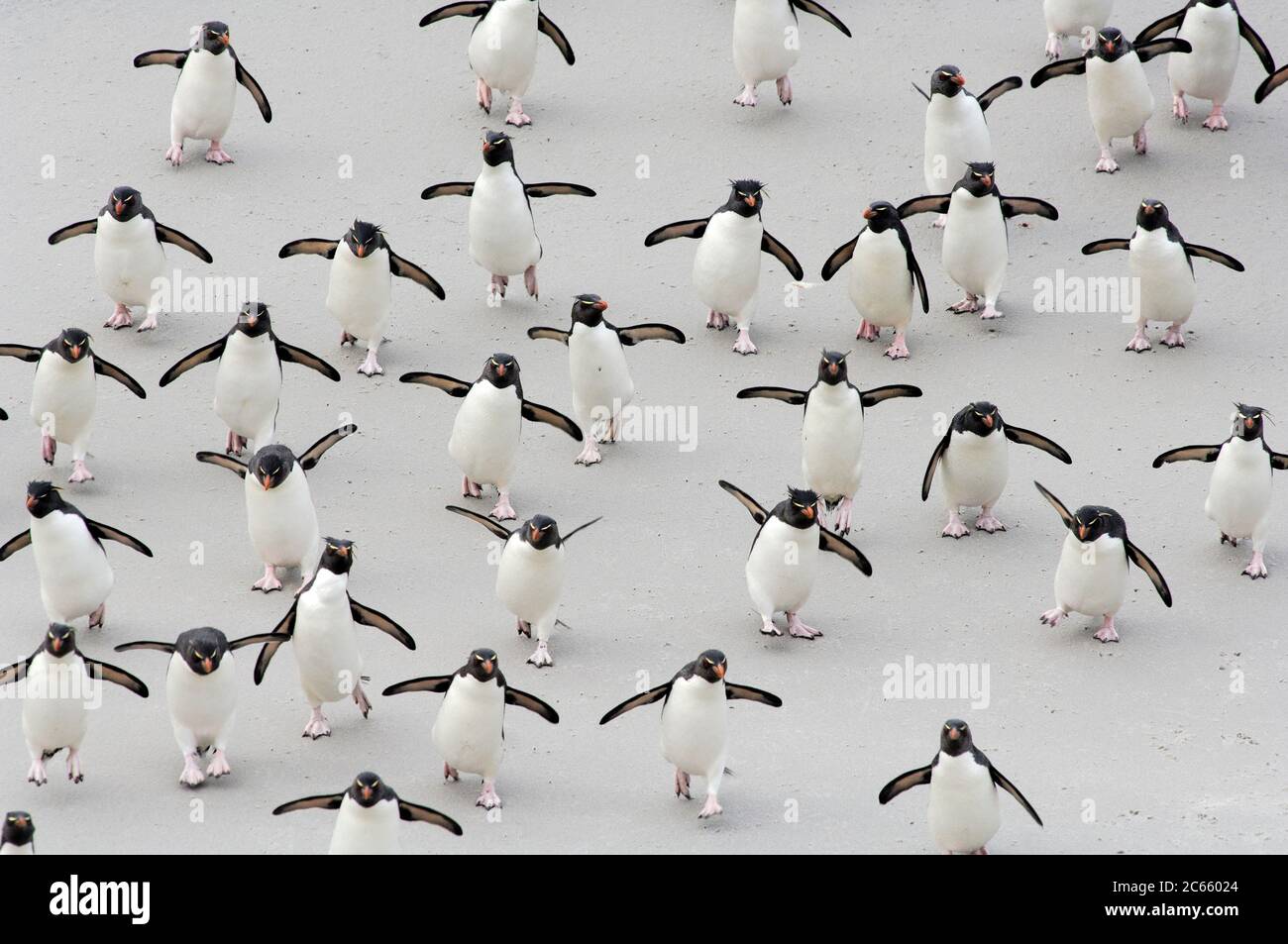 Jamais seul et toujours pressé: Les pingouins de la rockhopper (Eudyptes chrysocome) doivent d'abord traverser un plat de sable sur leur chemin de retour à la colonie de reproduction et évidemment ils ne peuvent pas aider à sauter tous les temps et puis même en l'absence complète de roches. Îles Falkland Banque D'Images