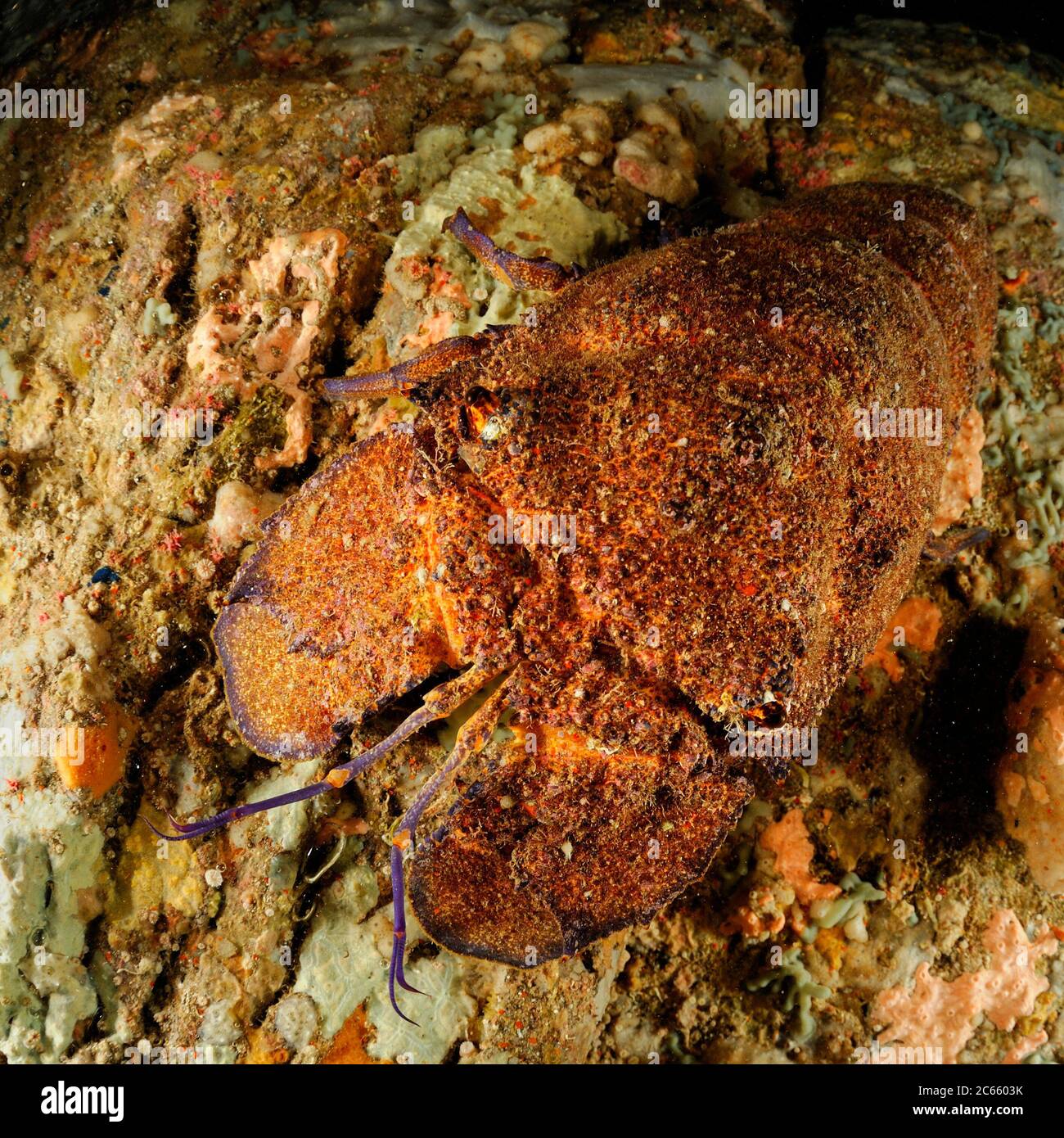 Homard de Slipper méditerranéen (Scyllarides latus) Banque D'Images
