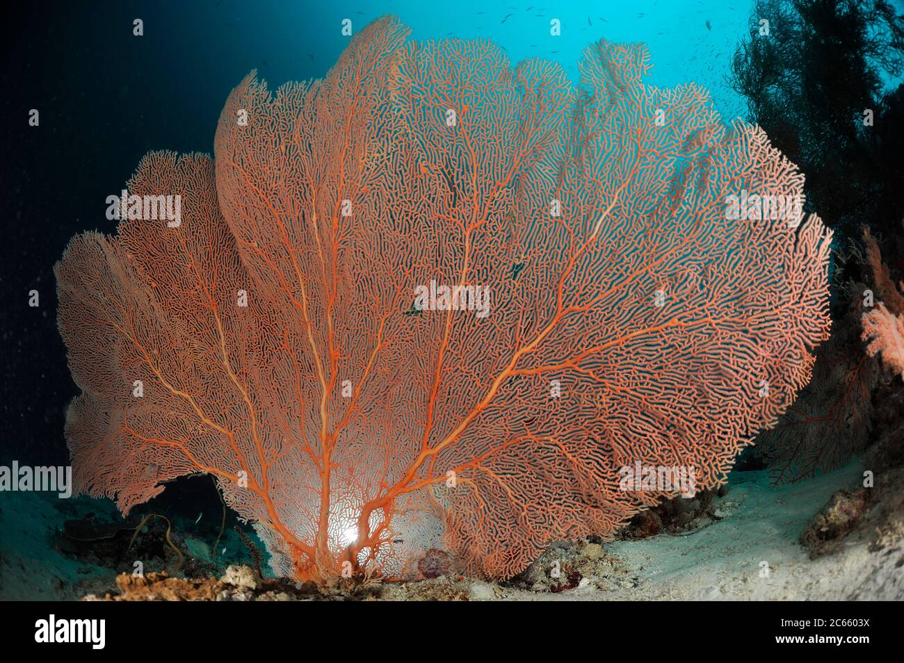 Grands coraux à éventail (Gorgonacea) Raja Ampat, Papouasie occidentale, Indonésie, Océan Pacifique Banque D'Images