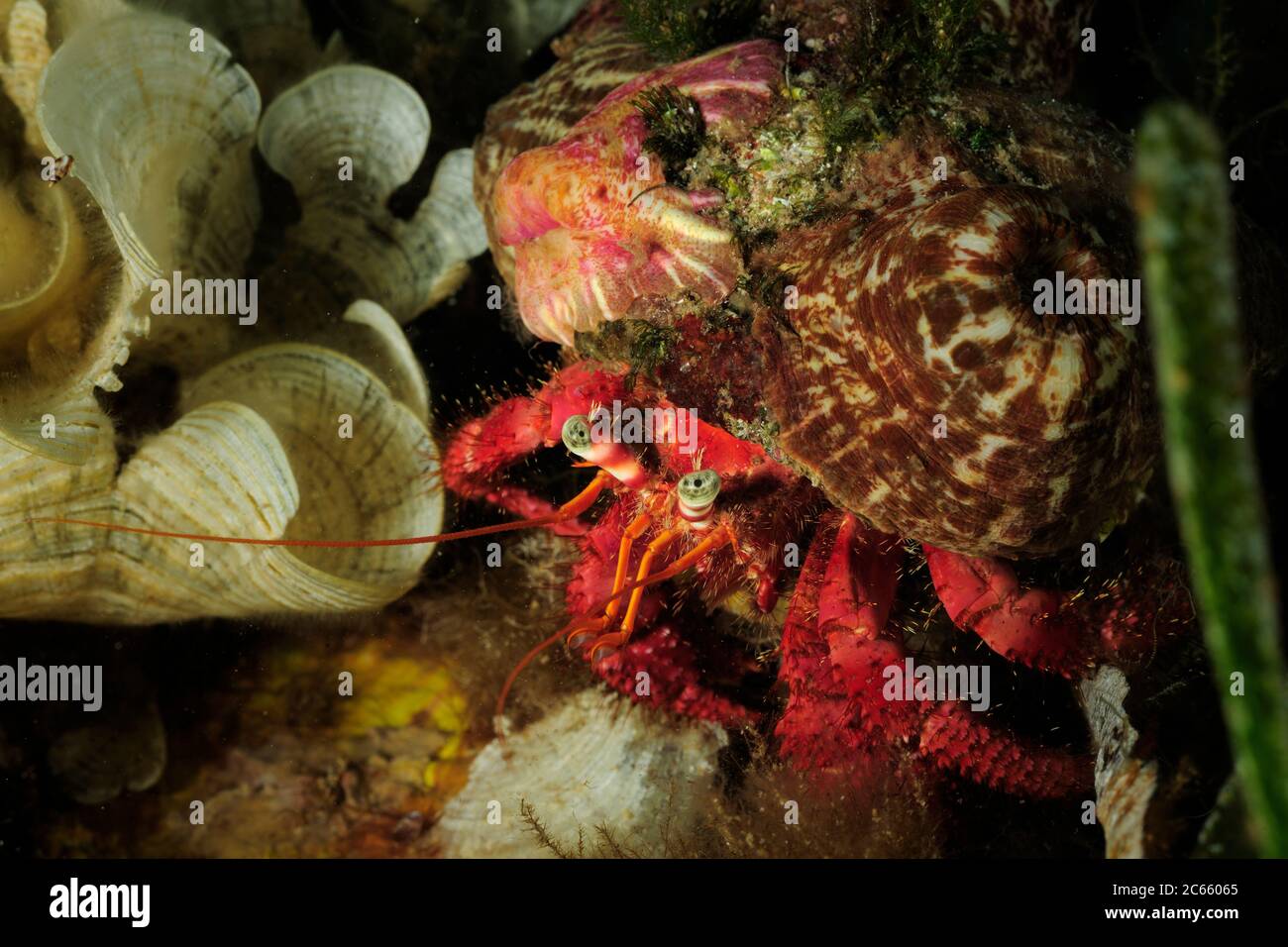 Crabe ermite (Dardanus Arrosor) et anémone parasite (Calliactis parasitica) Banque D'Images