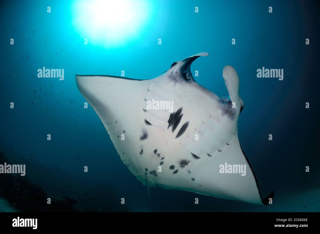 Raies manta géantes (Manta birostris) se nourrissant du plancton Nord Raja Ampat, Papouasie occidentale, Indonésie, Océan Pacifique Banque D'Images