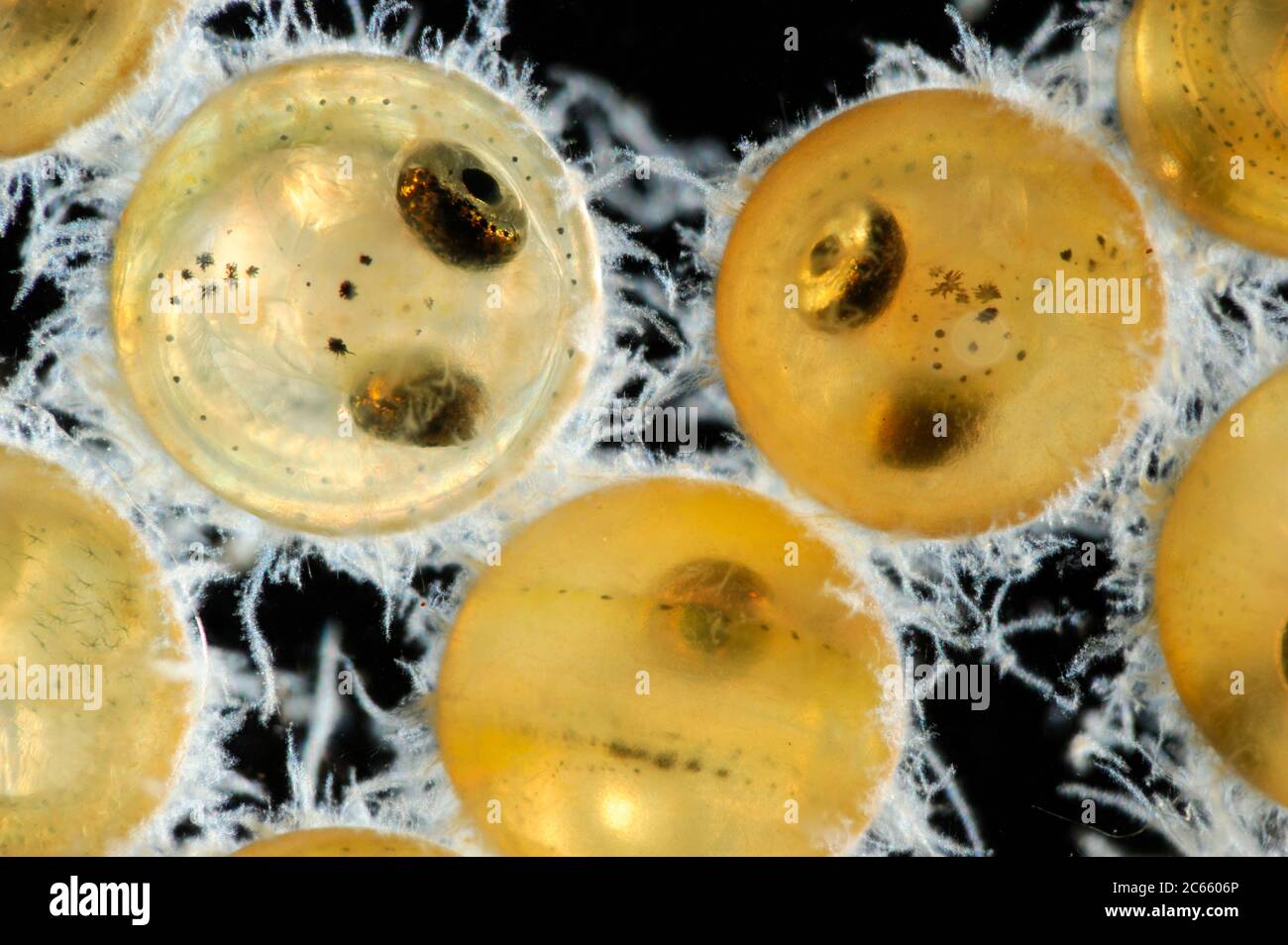 Œufs de corégone européen (Coregonus lavaretus) (stockage captif et numérique) Banque D'Images