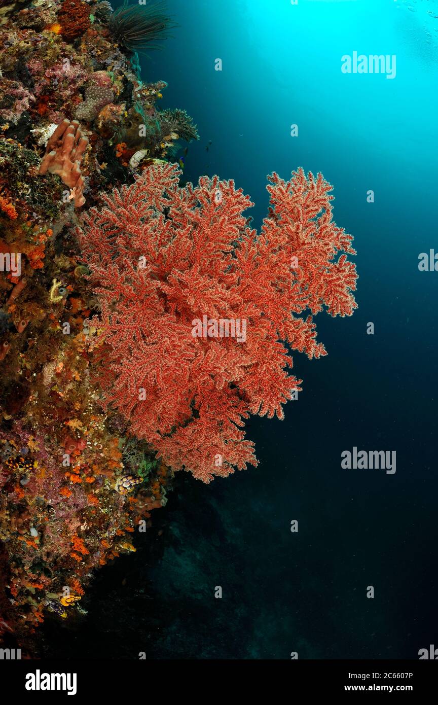 Corail éventail (Gorgonacea) avec polypes ouverts. Raja Ampat, Papouasie occidentale, Indonésie, Océan Pacifique Banque D'Images