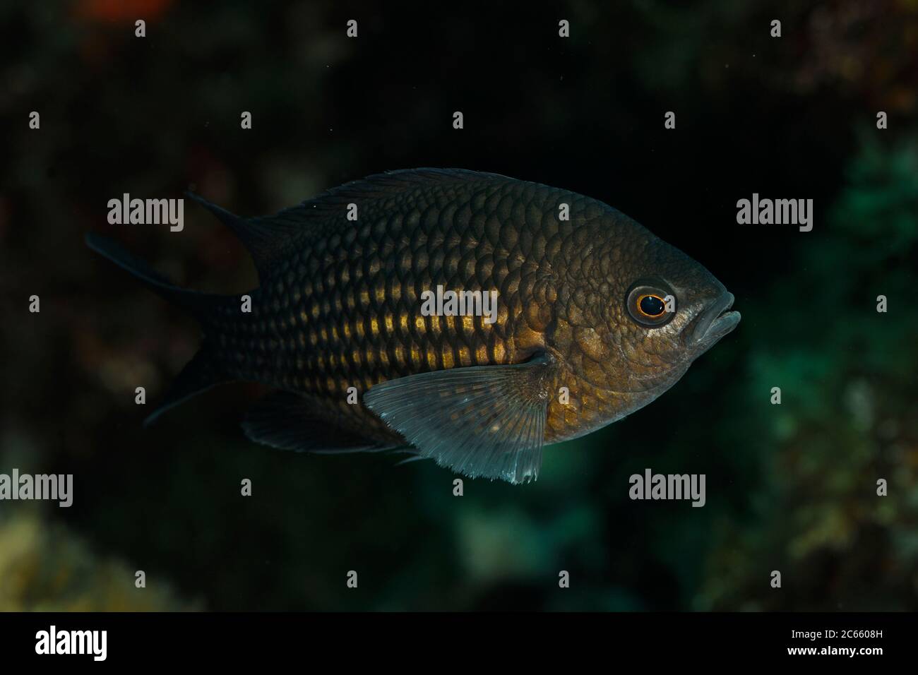 Chromis Chromis (demoiselle) Banque D'Images