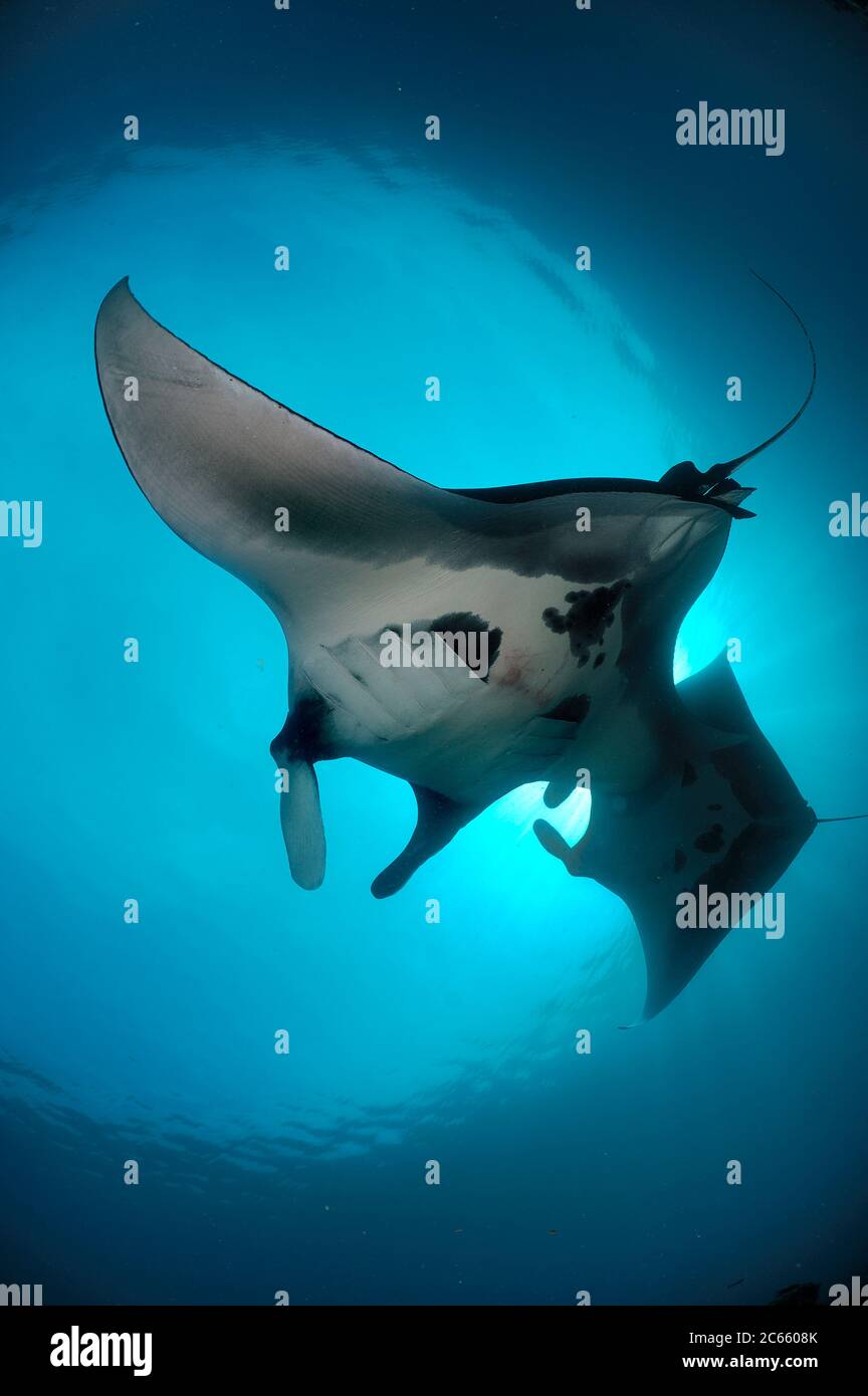 Raies manta géantes (Manta birostris) se nourrissant du plancton Nord Raja Ampat, Papouasie occidentale, Indonésie, Océan Pacifique Banque D'Images