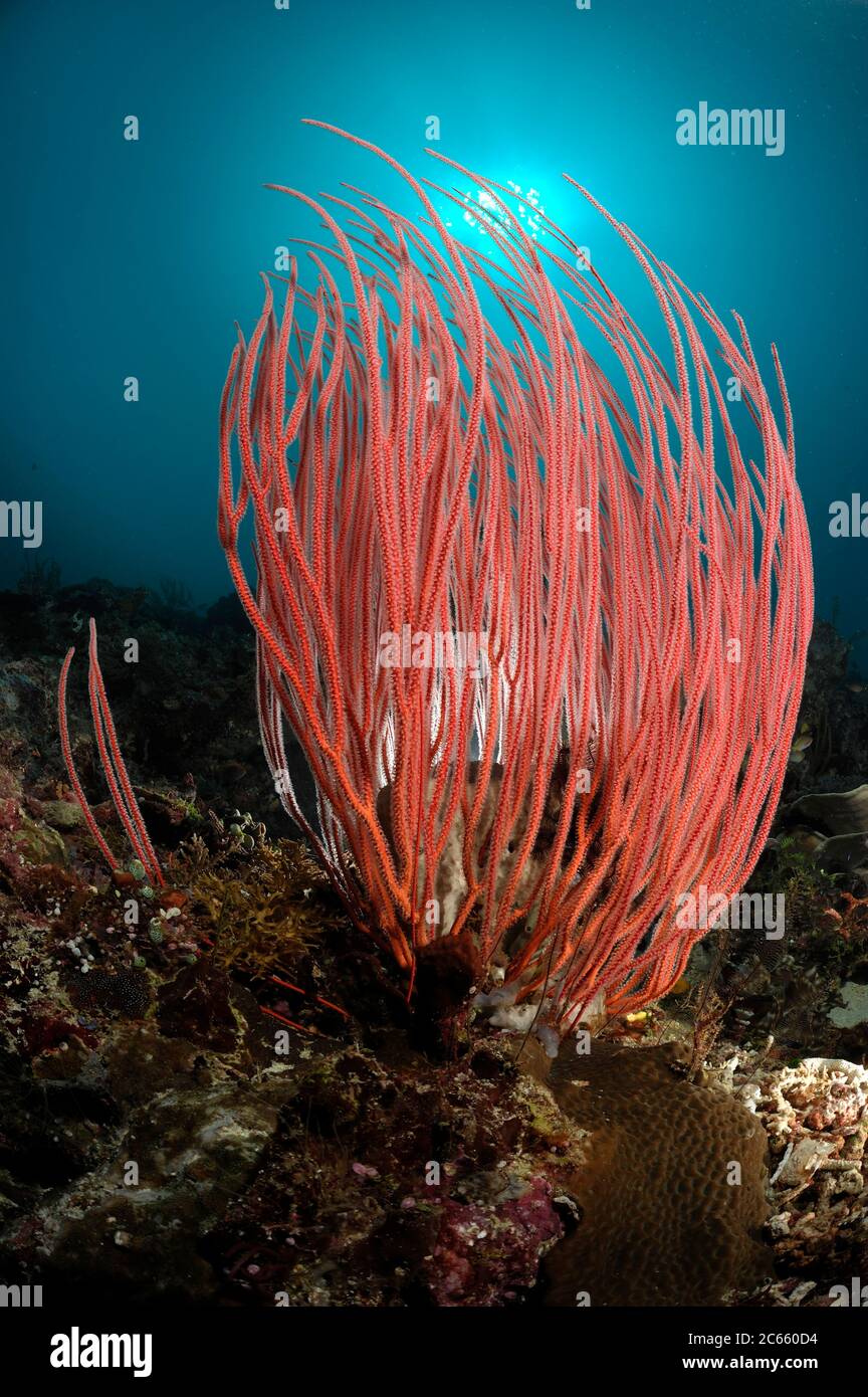 Récif avec corail whip - gorgonien (Ellisella ceratophyta), Raja Ampat, Papouasie occidentale, Indonésie, Océan Pacifique [taille de l'organisme : 2 m] Banque D'Images