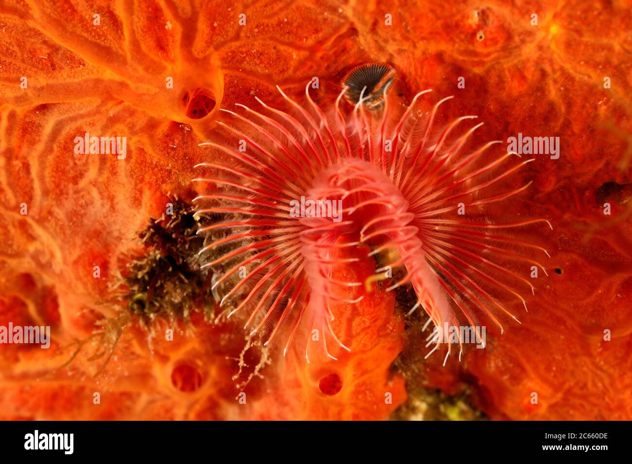 Ver à tube rouge (Serpula vermicularis) Banque D'Images