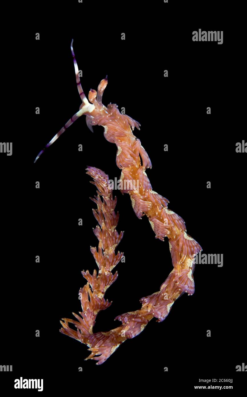 La limace de mer, Pteraeolidia ianthina, communément appelé le « dragon bleu » par les plongeurs de l'est de l'Australie, Banque D'Images