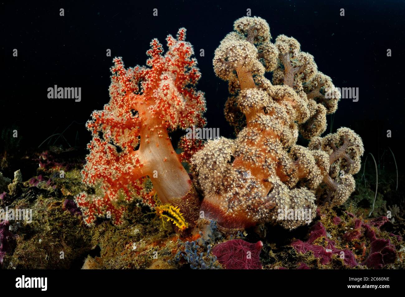 Corail mou (Dendronephthya sp.) Raja Ampat, Papouasie occidentale, Indonésie, Océan Pacifique Banque D'Images