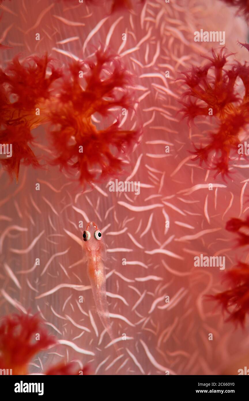 Ghostgoby (Pleurosicya boldinghi) Raja Ampat, Papouasie occidentale, Indonésie, Océan Pacifique Banque D'Images