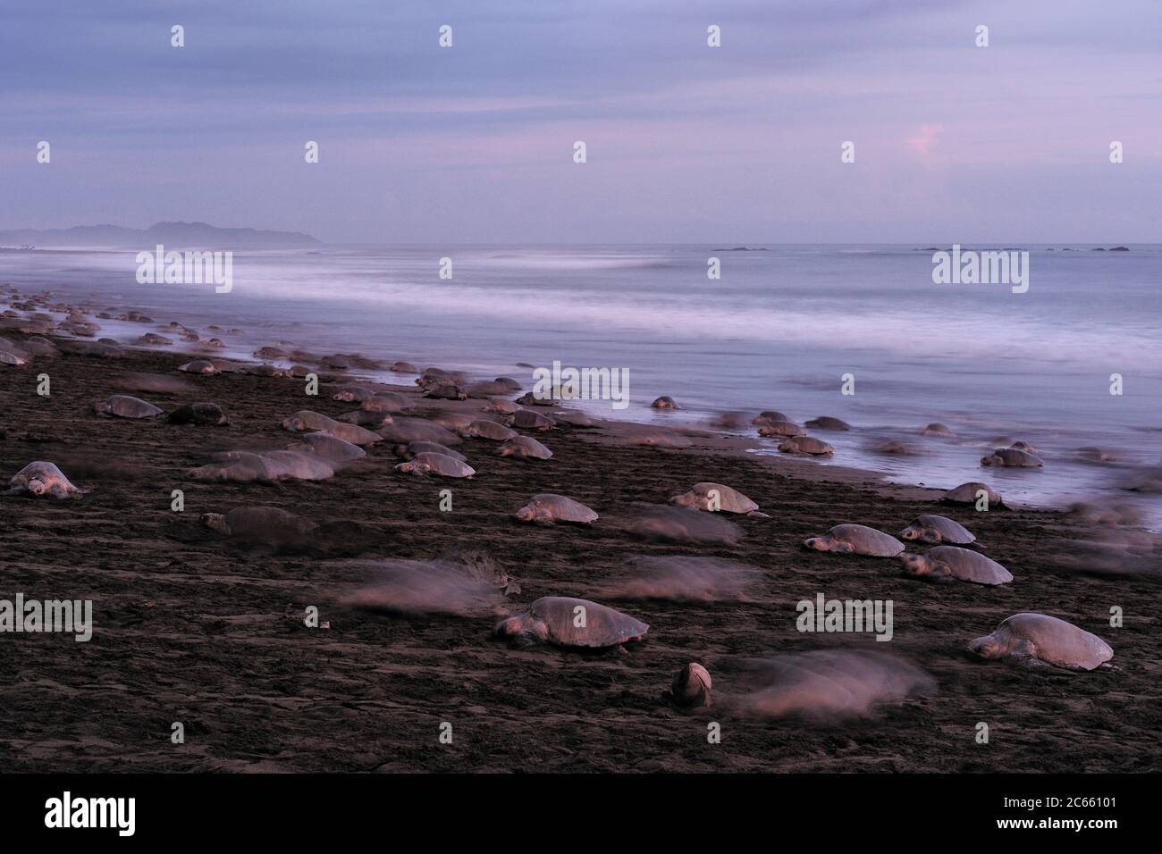 L'arrivée d'une tortue de mer de ridley (Lepidochelys olivacea) à la plage d'Ostional, Costa Rica, côte Pacifique, peut être le début d'une arribada (ponte de masse) des tortues de mer. Des milliers et des milliers de reptiles de 50 kilogrammes viennent à terre sur une période allant jusqu'à une semaine, seulement interrompue par le soleil de midi le plus chaud, pour enterrer leurs œufs dans le sable chaud. [taille d'un organisme : 80 cm] Banque D'Images