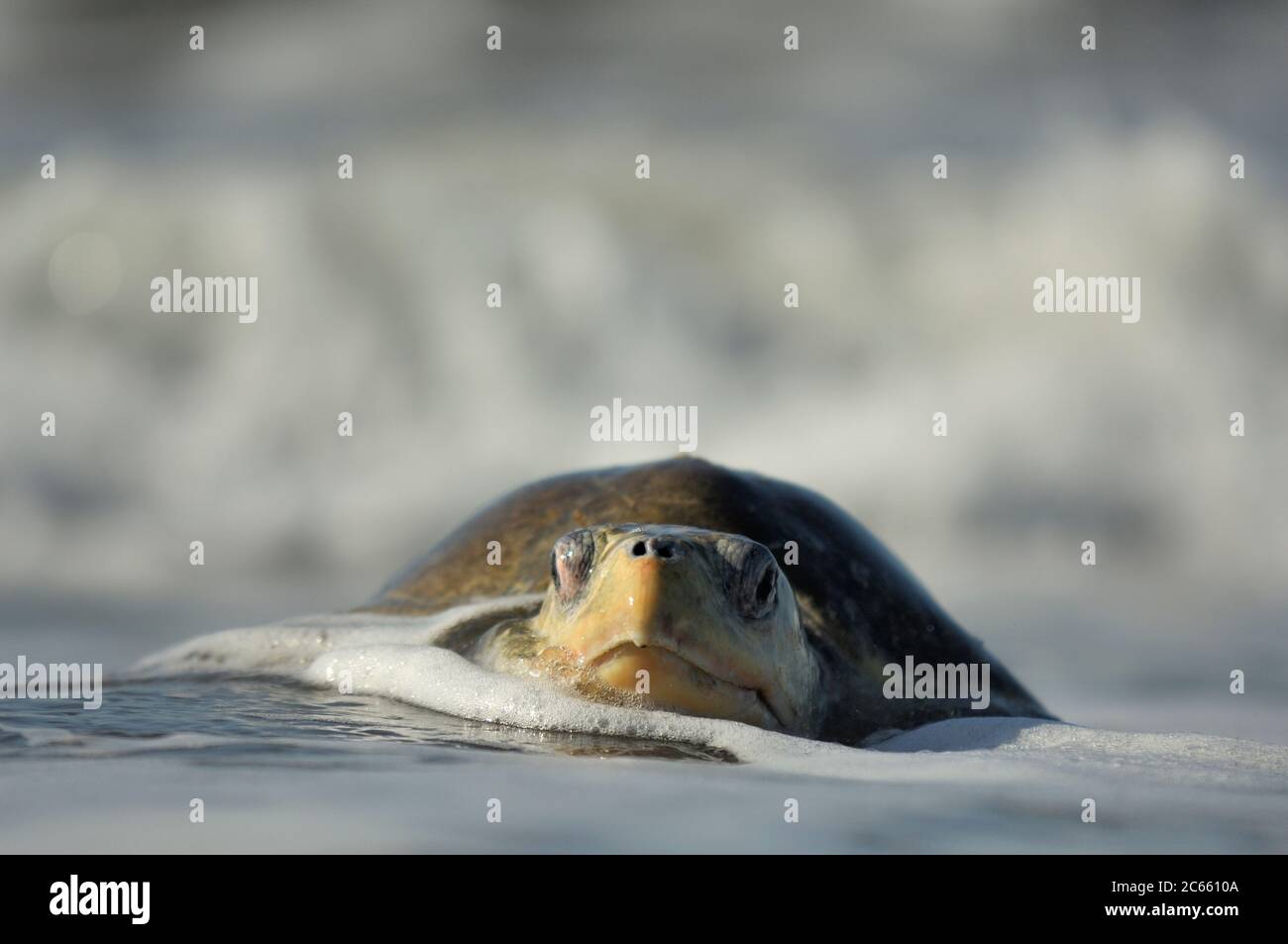 L'arrivée d'une tortue de mer de ridley (Lepidochelys olivacea) à la plage d'Ostional, Costa Rica, côte Pacifique, peut être le début d'une arribada (ponte de masse) des tortues de mer. Des milliers et des milliers de reptiles de 50 kilogrammes viennent à terre sur une période allant jusqu'à une semaine, seulement interrompue par le soleil de midi le plus chaud, pour enterrer leurs œufs dans le sable chaud. Banque D'Images