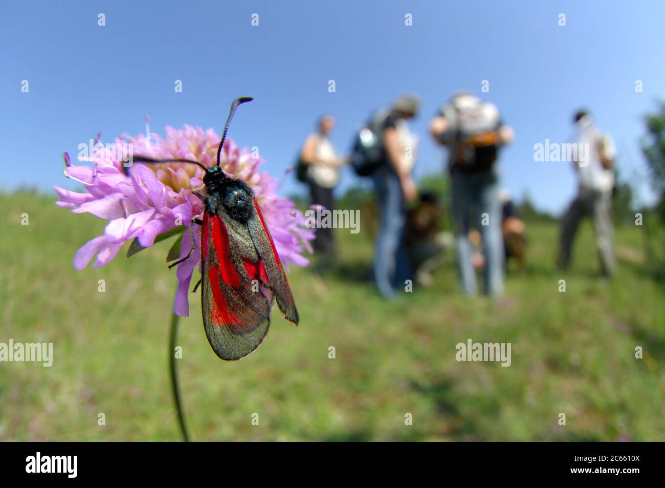 Le Burnett (Zygaena loti), un papillon européen sur un champ de Crawinkel Banque D'Images