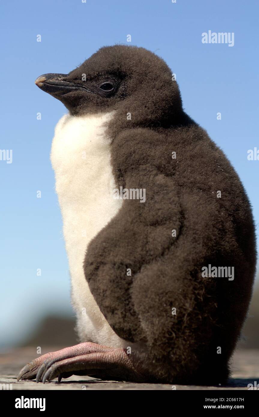 Cette poussette de pingouin de rockhopper (Eudyptes chrysocome) a plusieurs semaines et peut maintenir sa températur de corps constant. À cet âge, les poussins sont parfois laissés seuls entre les repas. Banque D'Images