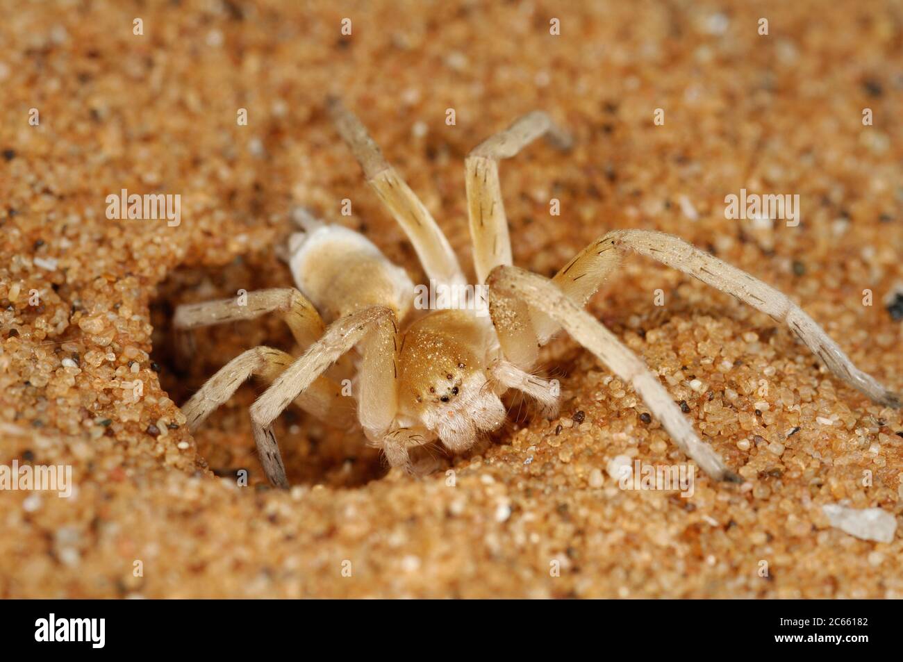 Wheel Spider (Carparachne aureoflava), désert de Namib, Namibie Banque D'Images