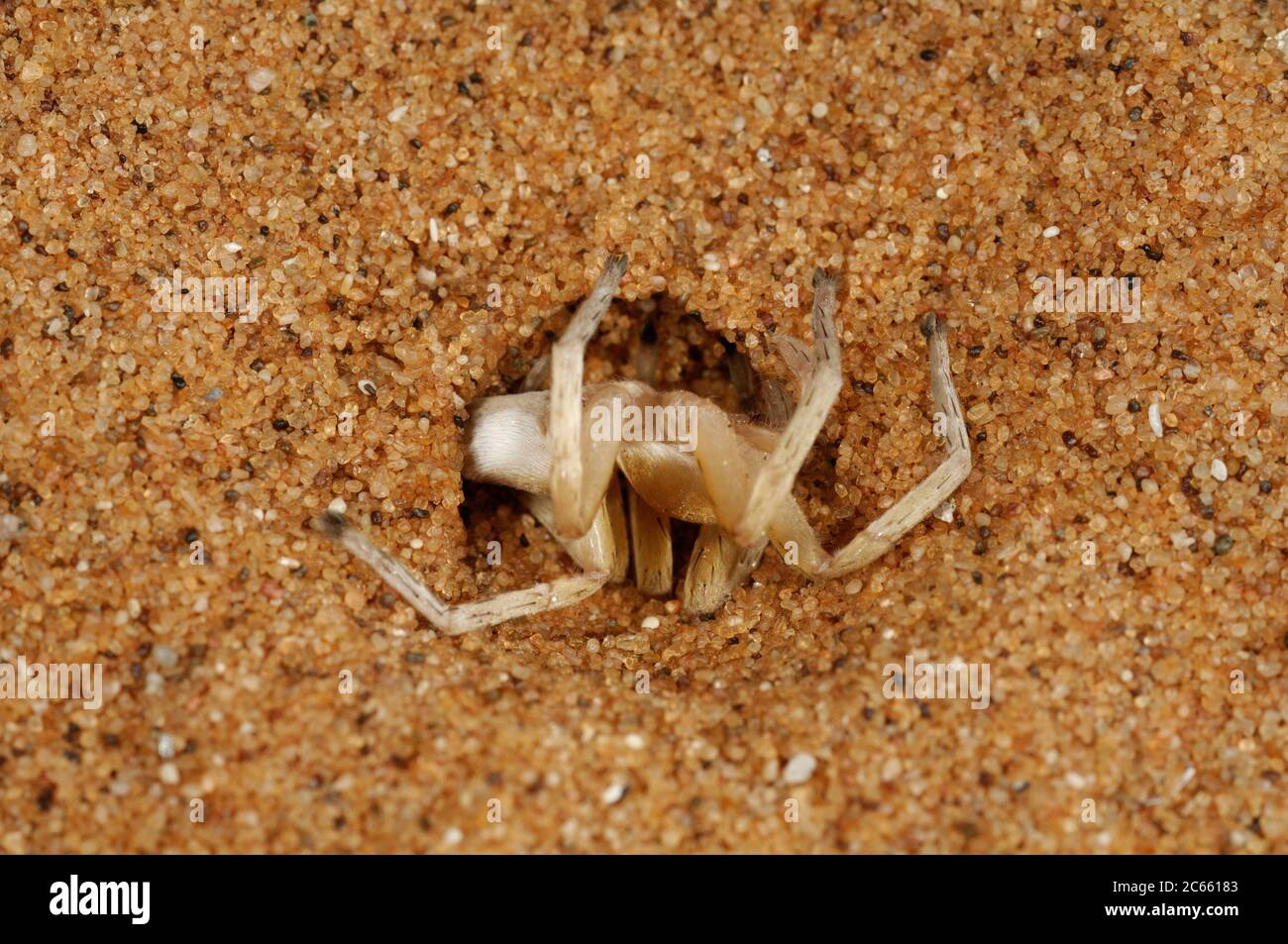 Wheel Spider (Carparachne aureoflava), désert de Namib, Namibie Banque D'Images