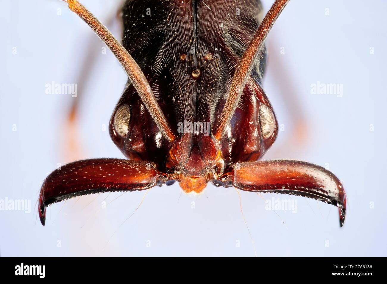[Mise au point numérique] Portrait Ant, fourmis à mâchoires de piégeage, Odontomachus sp., photo prise en collaboration avec le 'Staatl. Musée für Naturkunde Karlsruhe. Banque D'Images