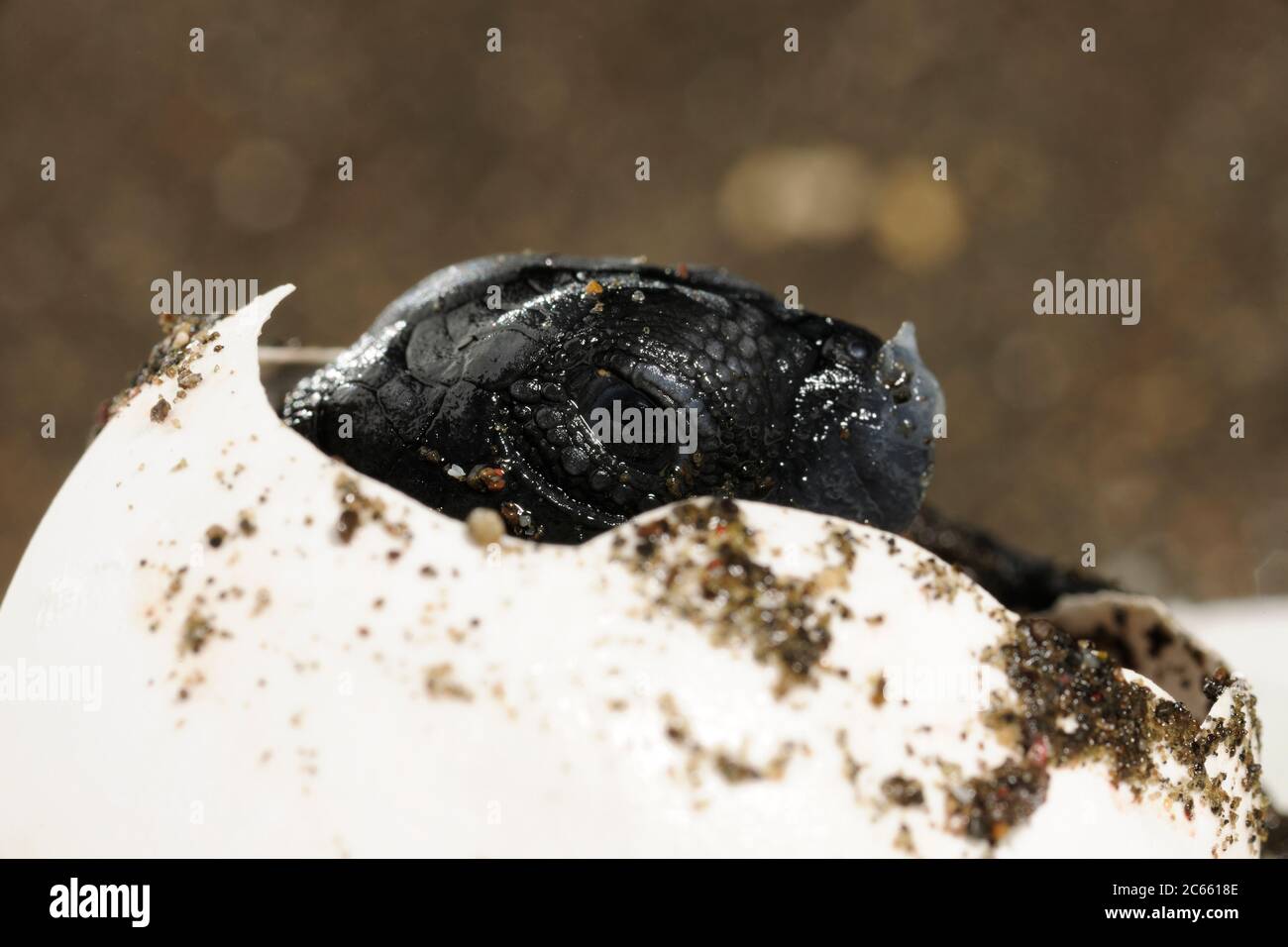 Ce couvoir d'une tortue de mer ridley (Lepidochelys olivacea) devrait être enterré et protégé sous 40 centimètres de sable chaud, mais un chien domestique l'a creusé à la plage d'Ostional au Costa Rica. Il faut près de deux mois pour qu'un œuf de tortue de mer se développe dans un petit reptile marin parfait. La dent d'œuf aide la petite tortue de mer ridley à ouvrir la coquille d'œuf douce mais tenace. Banque D'Images