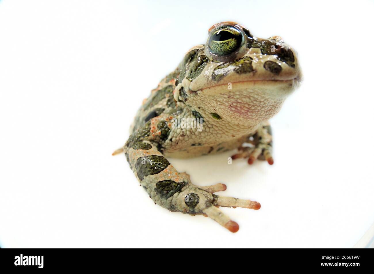 Le lac Coghinas (en italien : Lago di Coghinas) est un lac artificiel situé dans le nord de la Sardaigne, en Italie Banque D'Images