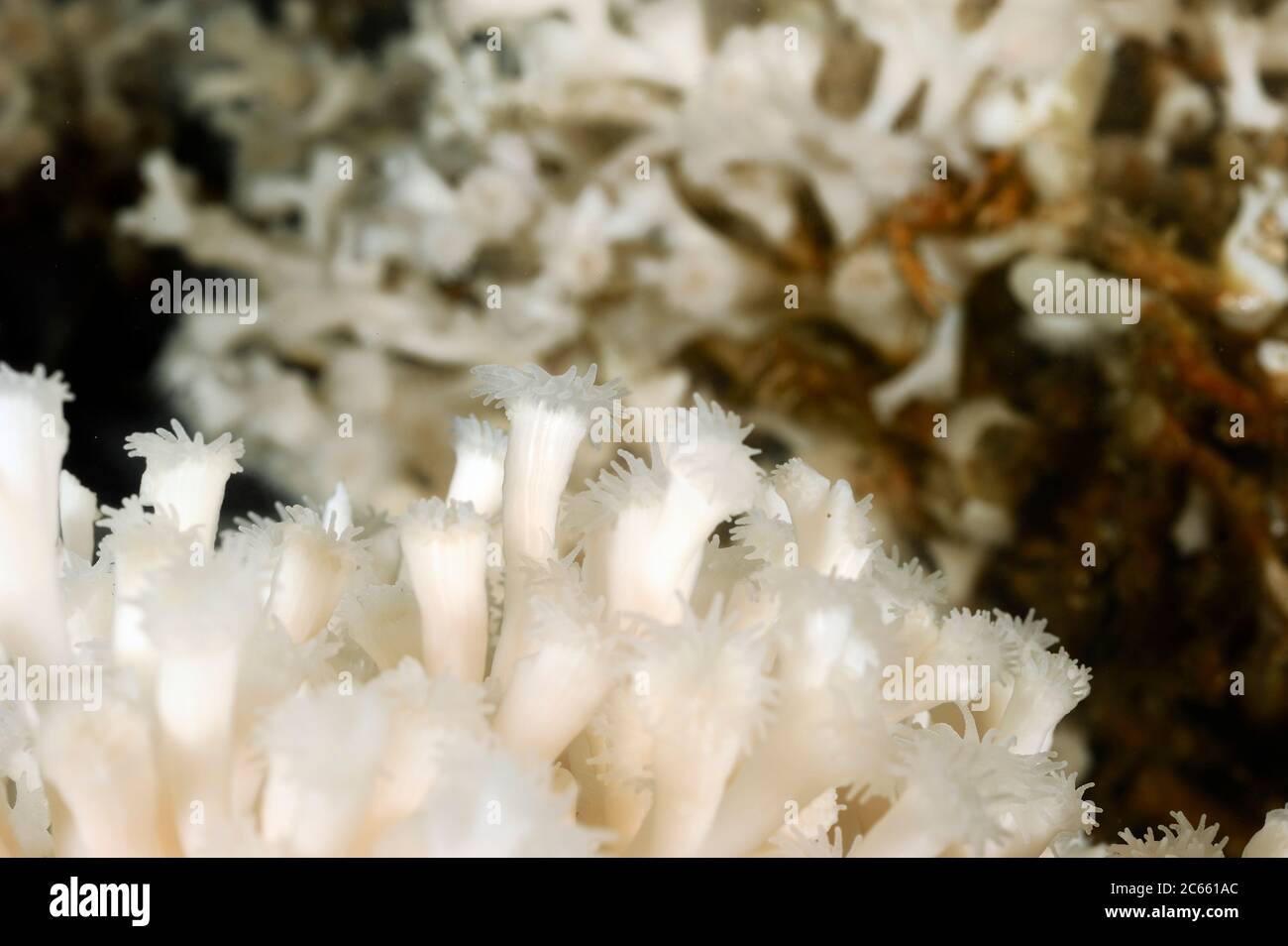 Récif captif de Lophelia pertusa à Trondheimfjord, en Norvège Banque D'Images Récif captif de Lophelia pertusa à Trondheimfjord, en Norvège Banque D'Images