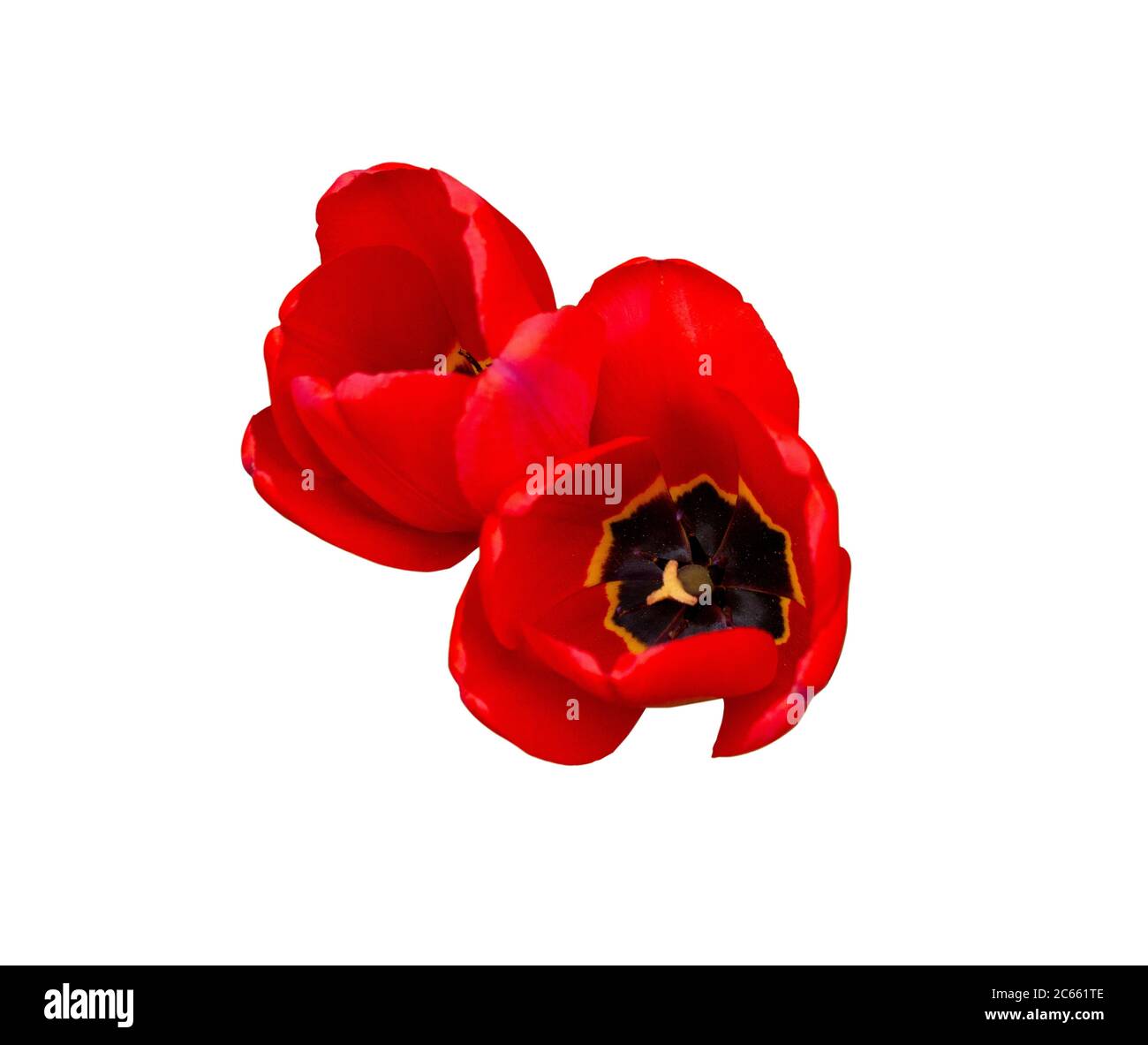 Deux fleurs rouges tulipes isolées sur fond blanc. Vue de dessus Banque D'Images
