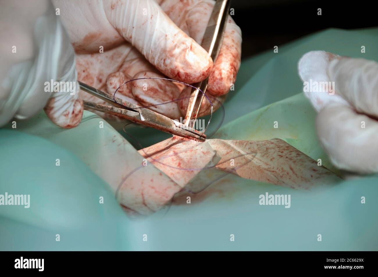 Un vétérinaire place des sutures dans un chien après une intervention chirurgicale complexe Banque D'Images