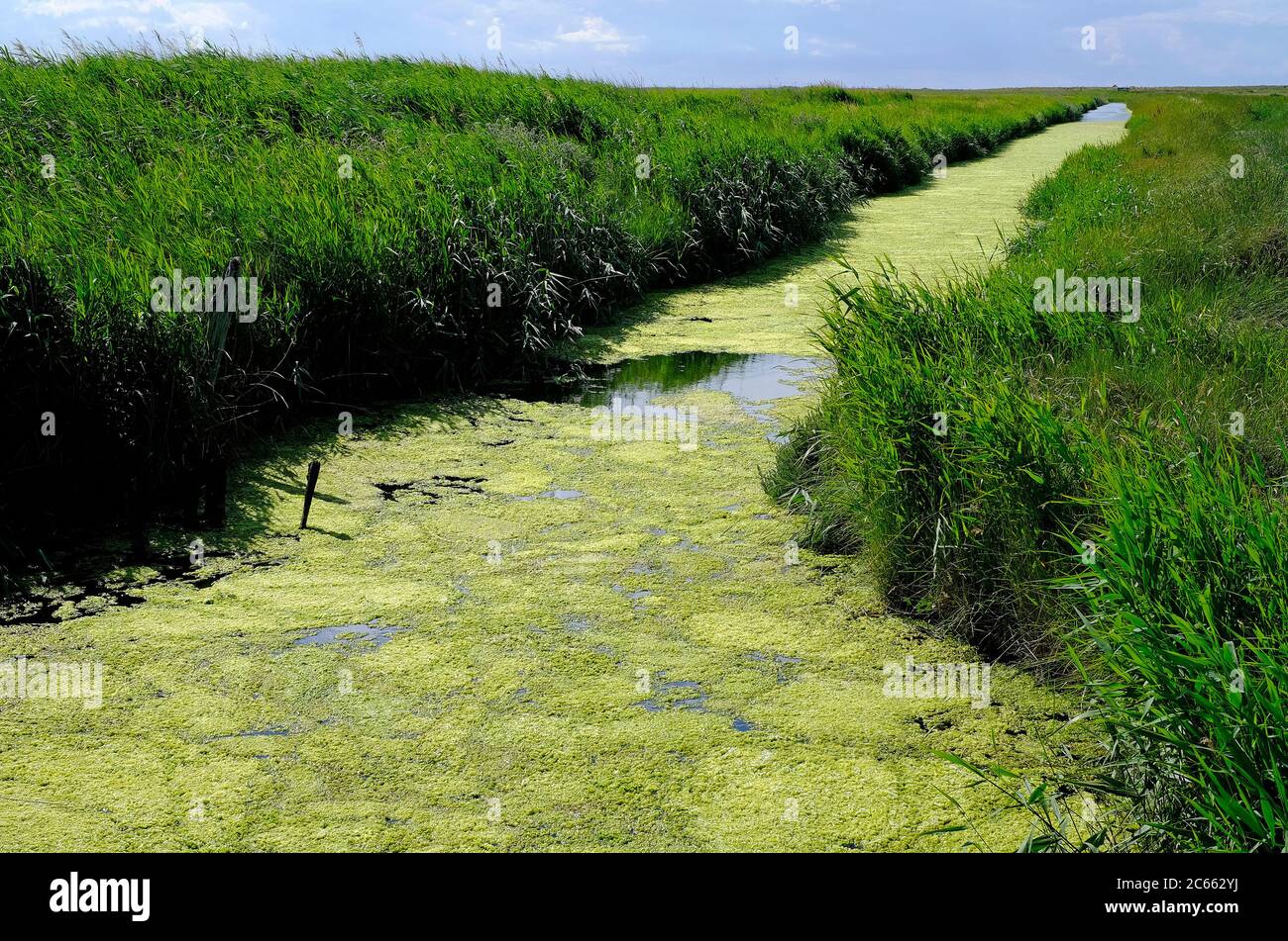 réserve naturelle cley-next-the-sea, nord de norfolk, angleterre Banque D'Images