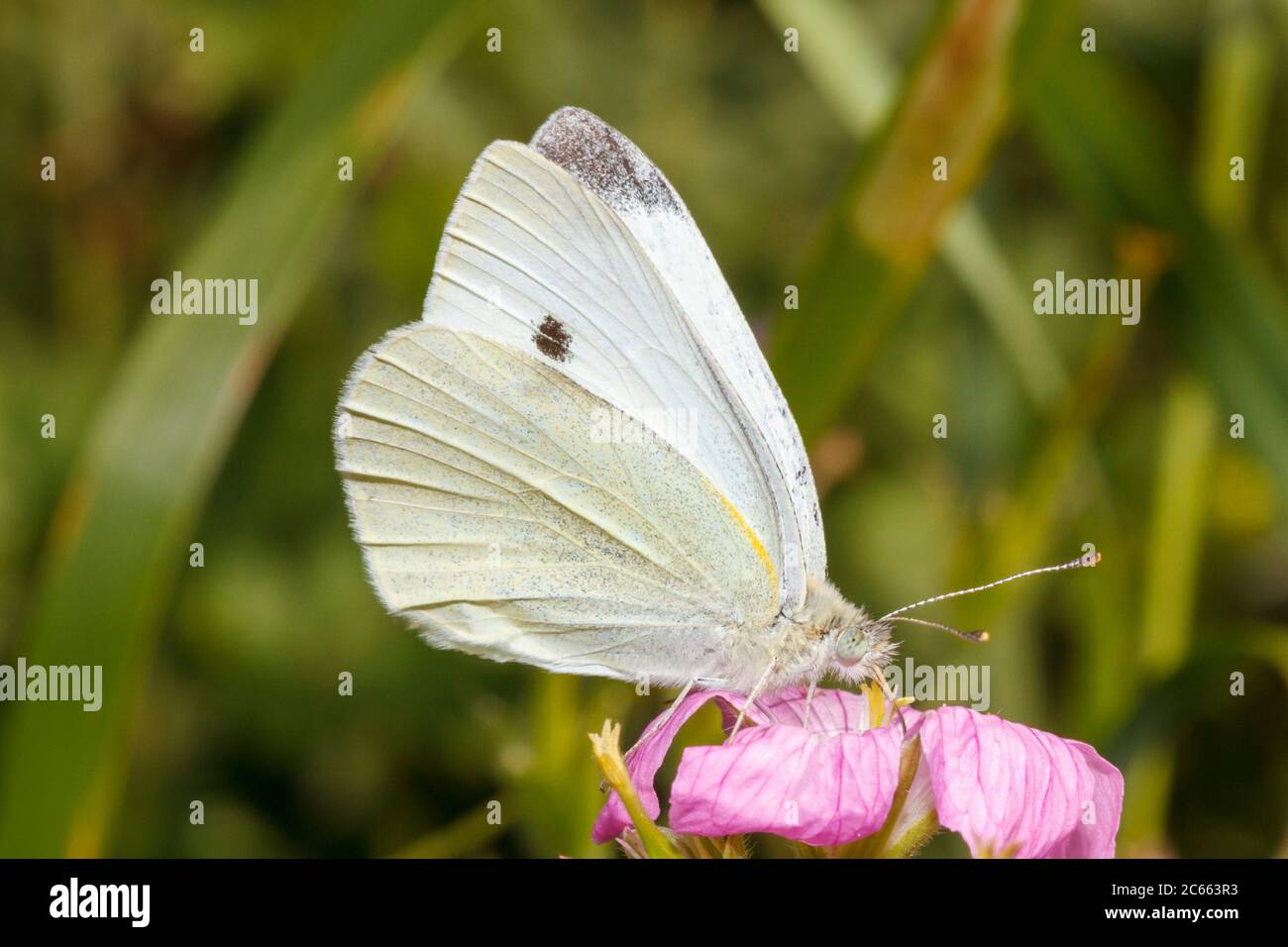 Petit papillon blanc (Pieris rapae) jardin Sussex, Royaume-Uni Banque D'Images Petit papillon blanc (Pieris rapae) jardin Sussex, Royaume-Uni Banque D'Images
