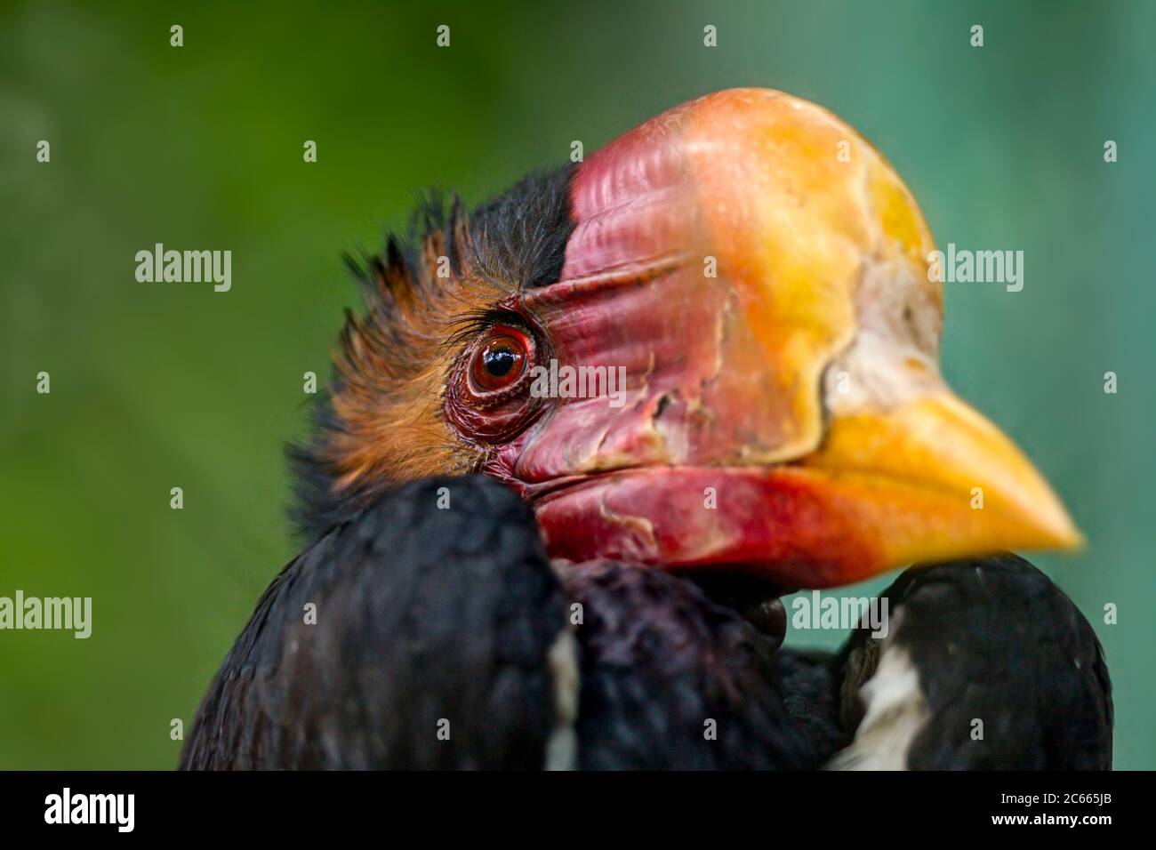 Mâle Helmaed Hornbill (captif), Penang Bird Park, Malaisie. Banque D'Images