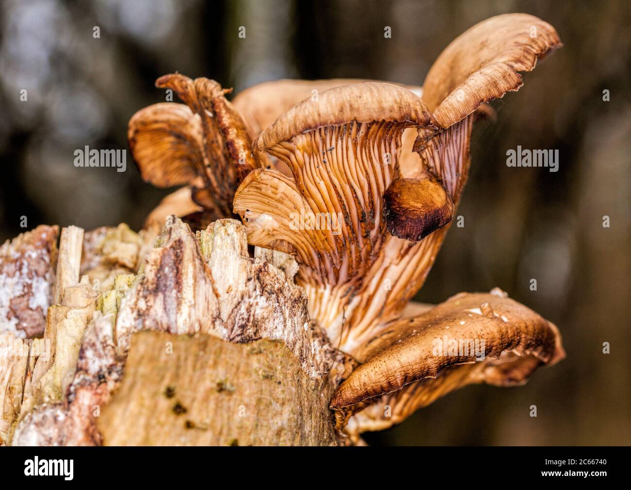 Beau champignon en zone boisée en automne Banque D'Images